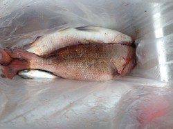 マリーナシティ釣り堀でメジロ・マダイ〜活きアジで青物&ダンゴで鯛狙い！