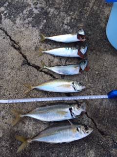 良い型のアジが釣れてると聞いて岸和田一文字…