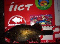 淡輪でフロート流し釣り　今回はチャート系がよかったです