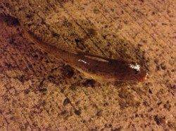 淡輪漁港内向き　アナゴ狙いで釣行してきました