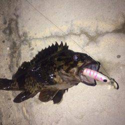 江井ヶ島周辺　プラッキング中心でメバル狙ってきました