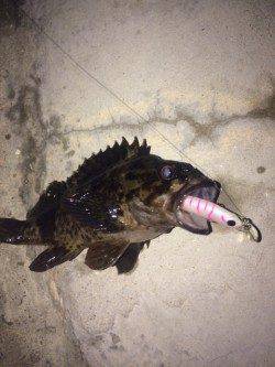 江井ヶ島周辺　プラッキング中心でメバル狙ってきました