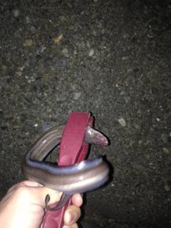 汐見埠頭 ちょい投げでアナゴ2匹ゲット エ…