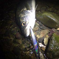 紀ノ川河口　久しぶりのシーバス釣行