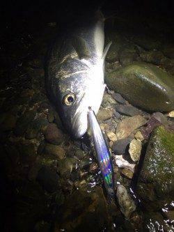 紀ノ川河口　久しぶりのシーバス釣行