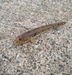 淡輪漁港にアナゴ狙いにへ　外道ではハゼが良く釣れました