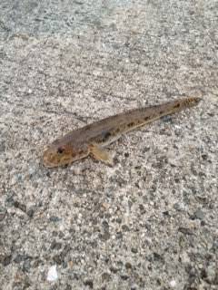 淡輪漁港にアナゴ狙いにへ　外道ではハゼが良…