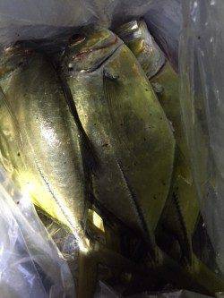 有田漁港メッキ爆釣　リフト&フォール リトリーブ トゥイッチ 全てに好反応！