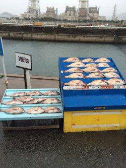 マダイたくさん釣ったどー！　マリーナシティ海洋釣り堀