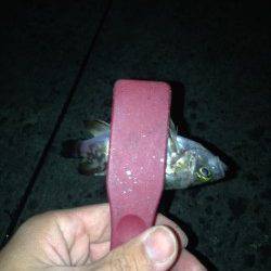 汐見埠頭にて短時間釣行　波止際などを探るとメバルがヒット