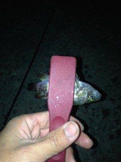 汐見埠頭にて短時間釣行　波止際などを探るとメバルがヒット