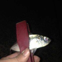 汐見埠頭にてアジング　底の方でアタリが集中しました