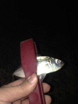 汐見埠頭にてアジング　底の方でアタリが集中しました