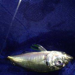 汐見埠頭　短時間アジング釣行、ワームは赤系が好反応でした