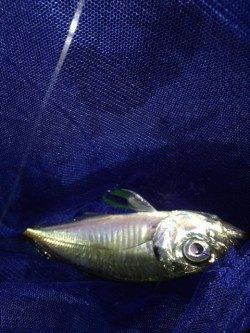 汐見埠頭　短時間アジング釣行、ワームは赤系が好反応でした