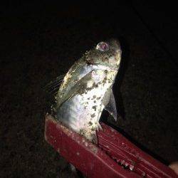 汐見埠頭　軽めのメタルジグにジグサビキで底から中層でアジポツポツ