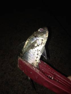 汐見埠頭　軽めのメタルジグにジグサビキで底…