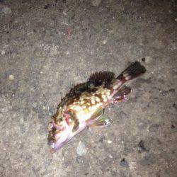 汐見埠頭、爆風の中で胴付　丁寧に探るとガシラが釣れました