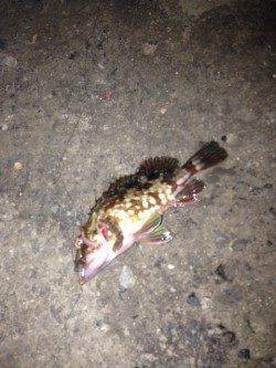 汐見埠頭、爆風の中で胴付　丁寧に探るとガシラが釣れました