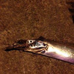 姫路　ウキ釣りからチェンジのワインドでタチウオ13本