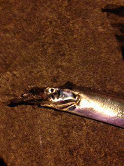 姫路　ウキ釣りからチェンジのワインドでタチウオ13本