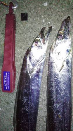 神戸港タチウオ狙い　メタルバイブのストップ…