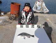 黒島の磯　オキアミをエサにチヌ45cm