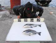 黒島の筏・黒島の磯で良型チヌの釣果