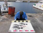 黒島の筏　ナイスサイズのチヌ3枚の釣果