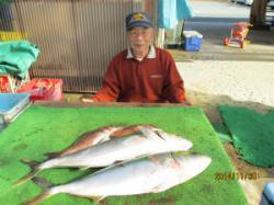 田井の海上釣り堀での釣果です〜メジロ・マダ…