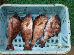 田井の海上釣り堀での釣果です〜メジロ・マダイ