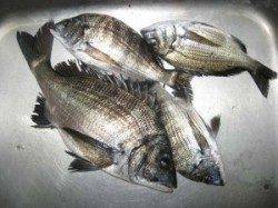 六本裏カセ　シーズン最終日のチヌ釣果　