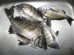 六本裏カセ　シーズン最終日のチヌ釣果　