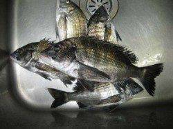 六本裏カセ　シーズン最終日のチヌ釣果　