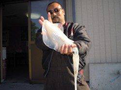 湯浅の磯　エギングにてアオリイカ、フカセ釣りにてグレ・アイゴ