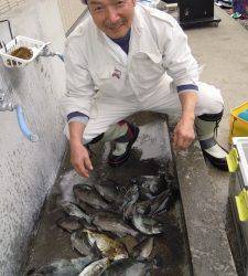 湯浅の磯　エギングにてアオリイカ、フカセ釣りにてグレ・アイゴ