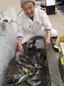 湯浅の磯　エギングにてアオリイカ、フカセ釣りにてグレ・アイゴ