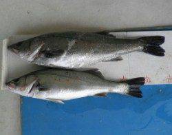 高浜地磯でシーバス好調　72cmと59cmをキャッチ