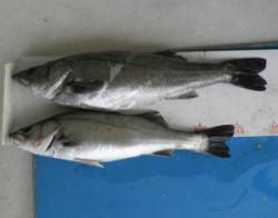 高浜地磯でシーバス好調　72cmと59cm…