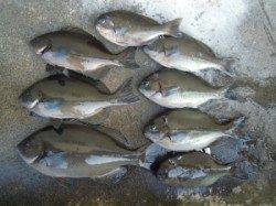 湯浅の磯・カルモ島　フカセ釣りでのグレ釣果