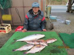 田井の海上釣り堀　イワシをエサにメジロ、マ…