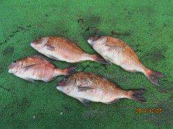 田井の海上釣り堀　イワシをエサにメジロ、マダイはダンゴで