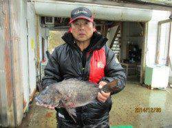田井　一文字前イカダ２号にてチヌ55cmを頭に9匹