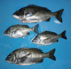 大丹生の波止でチヌ46.6cmを頭に4匹の…