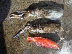 湯浅の磯・カルモ島　ヤエンでアオリイカ、フカセ釣りにてチヌ、グレ