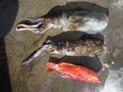 湯浅の磯・カルモ島　ヤエンでアオリイカ、フ…