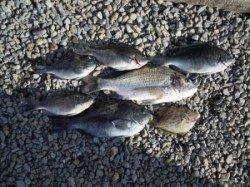 湯浅の磯・カルモ島　ヤエンでアオリイカ、フカセ釣りにてチヌ、グレ