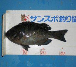 音海磯ではグレ33.2cm頭に8匹の釣果　水温も下がりグレの好シーズン到来