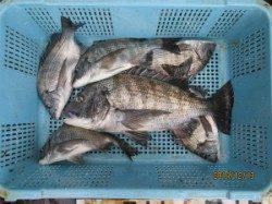 京都田井チヌかかり釣り釣果　50cmの良型釣れています