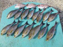 神谷沖一文字　カゴ釣りでイサギ15尾